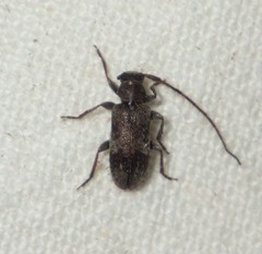 Exocentrus adspersus