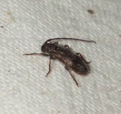 Exocentrus adspersus