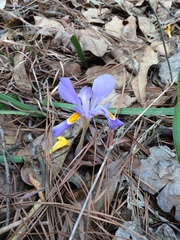 Iris verna