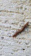 Ambigolimax
