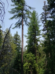 Larix occidentalis