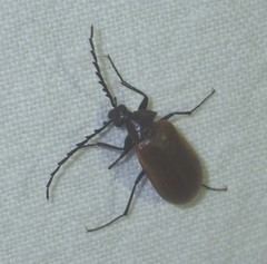 Pseudocistela ceramboides