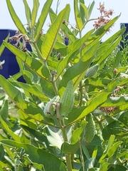 Asclepias speciosa