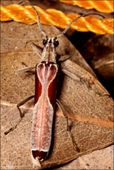 Uracanthus triangularis