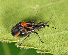 Eugnamptus angustatus