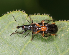 Eugnamptus angustatus