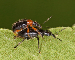 Eugnamptus angustatus