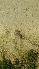 Podarcis muralis