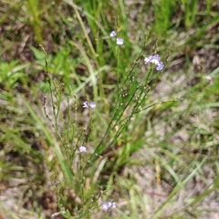 Lobelia nuttallii