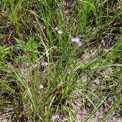 Lobelia nuttallii