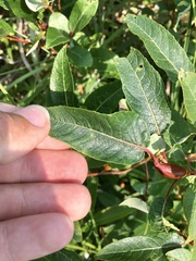 Salix pyrifolia