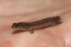 Desmognathus planiceps