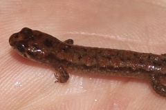 Desmognathus planiceps