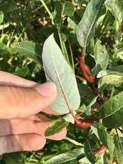 Salix pyrifolia