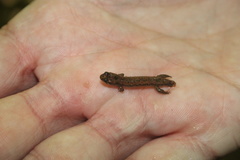 Desmognathus planiceps
