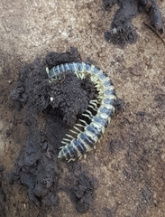 Stenodesmus tuobitus