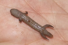 Desmognathus planiceps