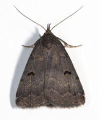 Phalaenostola hanhami