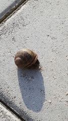 Cornu aspersum
