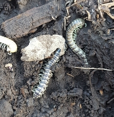 Stenodesmus tuobitus