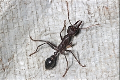Myrmecia forficata
