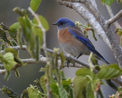 Sialia mexicana