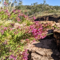 Calytrix exstipulata