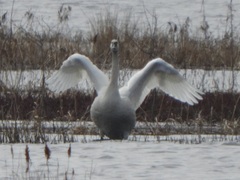 Cygnus columbianus columbianus