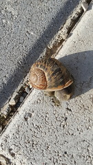 Cornu aspersum