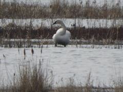 Cygnus columbianus columbianus