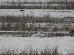 Cygnus columbianus columbianus
