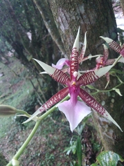 Oncidium hastilabium