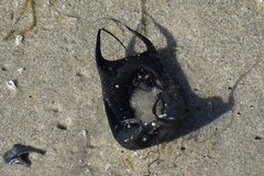 Rostroraja eglanteria