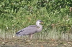Ardea herodias herodias