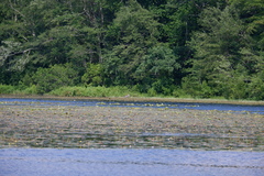 Ardea herodias herodias