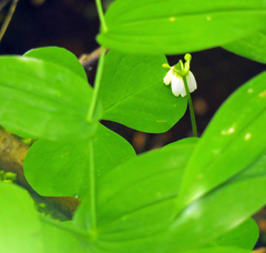 Oxalis trilliifolia