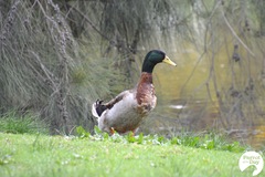 Anas platyrhynchos domesticus