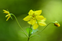 Lysimachia lanceolata