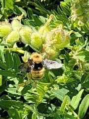 Bombus nevadensis