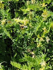 Bombus nevadensis