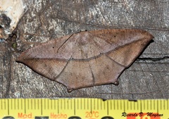 Prochoerodes flexilinea