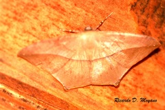 Prochoerodes onustaria