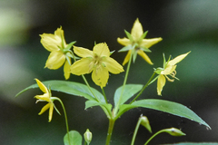 Lysimachia lanceolata