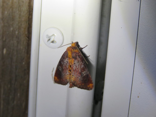 Elder Shoot Borer Moth photo 3