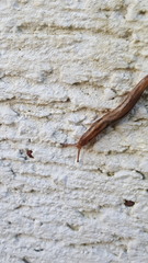 Ambigolimax