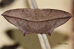 Prochoerodes tetragonata