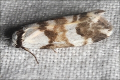 Thallarcha albicollis