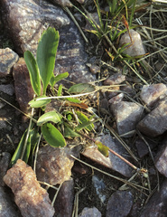 Ranunculus macauleyi