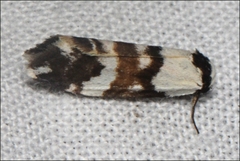 Thallarcha albicollis
