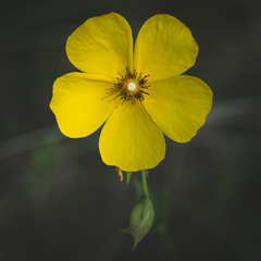 Tuberaria globulariifolia